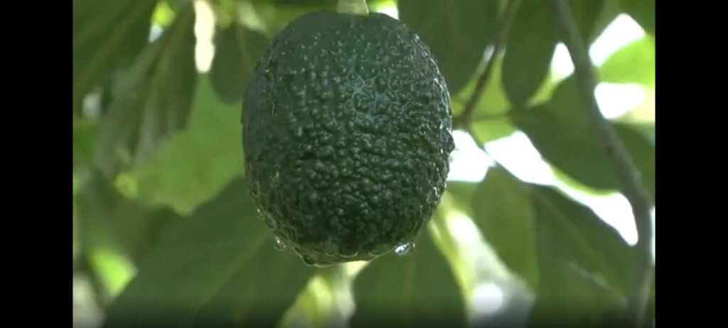 México lider internacional en producción y exportación de aguacate con más de un millón de toneladas