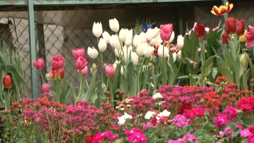 Garantizado el abasto de flores para celebrar el 14 de febrero