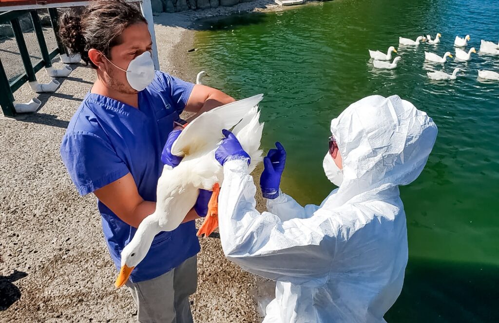 Ante el temor de la llegada de la influenza aviar en América, organizan reuniones internacionales para su combate