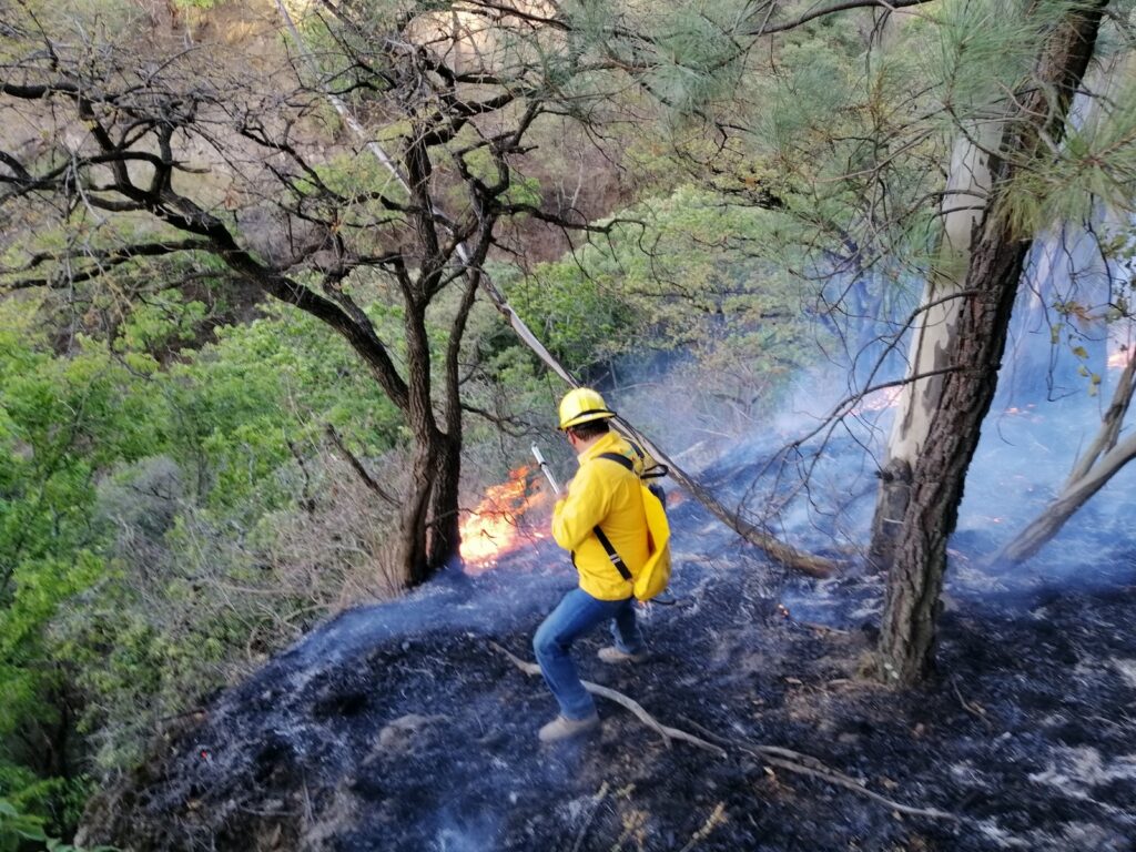 Pese a la ola de calor, baja 21% superficie afectada por incendios forestales en Michoacán en 2023: Cofom