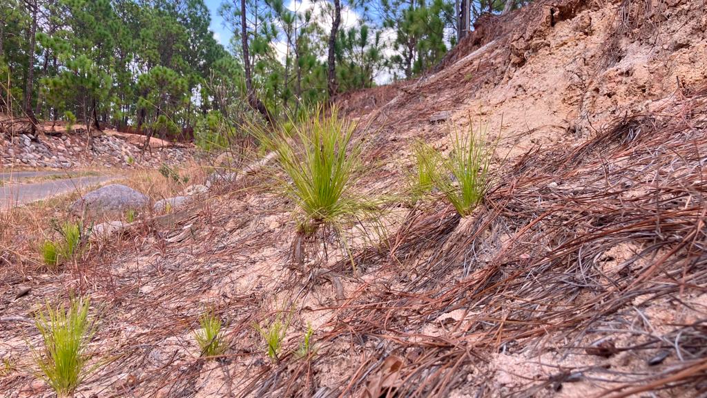 Comienza la renovación natural de bosques en zonas de protección ambiental en Michoacán