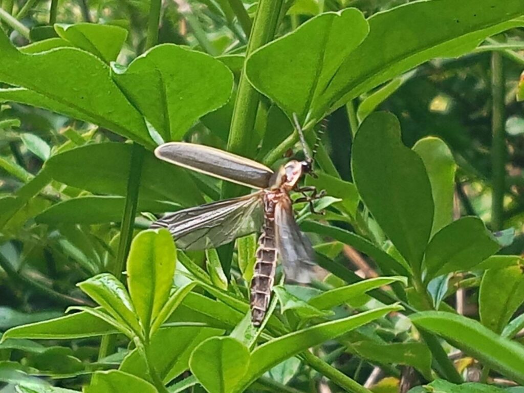 Secma invita a disfrutar del espectáculo de luciérnagas en la reserva Tsíntani