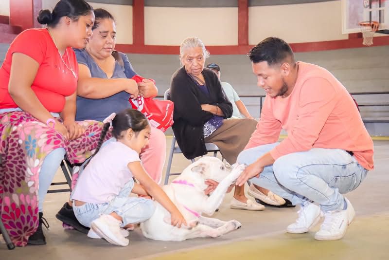 SSM ha esterilizado más de 11 mil perros y gatos: SSM