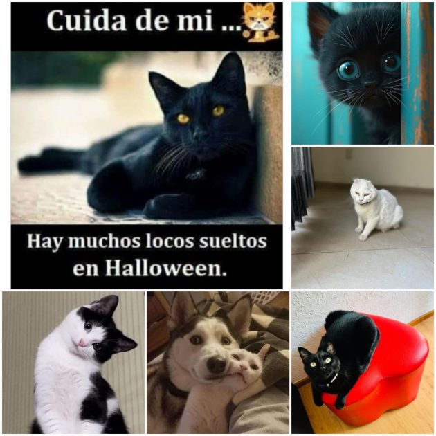 • Animalistas en Michoacán cierran adopciones de gatos y perros blanco, negro y combinados ante supersticiones de temporada