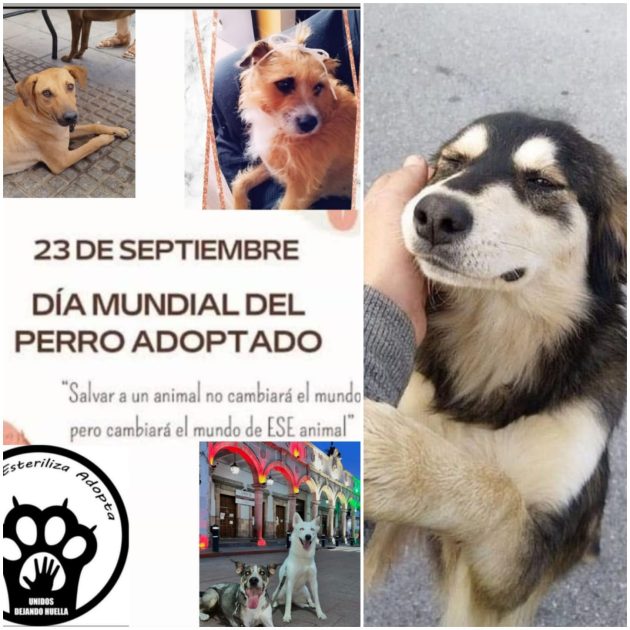• 23 de septiembre: Día del Perro Adoptado, rescates rebasan 80% adopciones