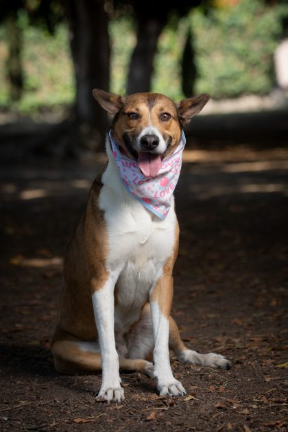 • Perros de talla grande, los más estigmatizados y despreciados por la sociedad: GHAPAD
